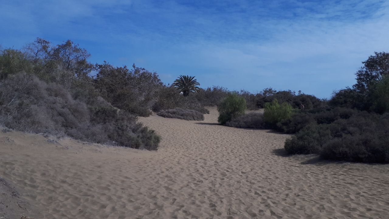 Duenenvonmaspalomas